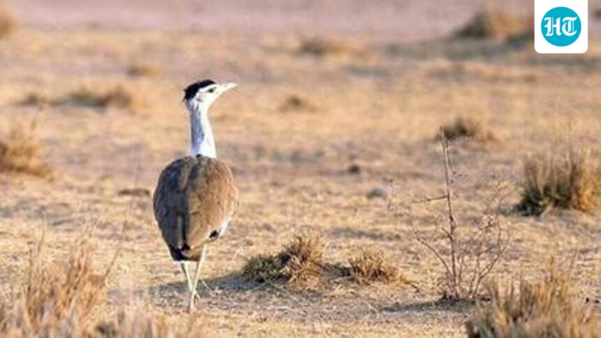 large-wildlife-habitats-worldwide-likely-to-experience-extreme-weather-by-2050:-study