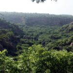 centre:-forest-violators-must-provide-proof-of-afforestation