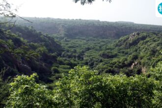 centre:-forest-violators-must-provide-proof-of-afforestation
