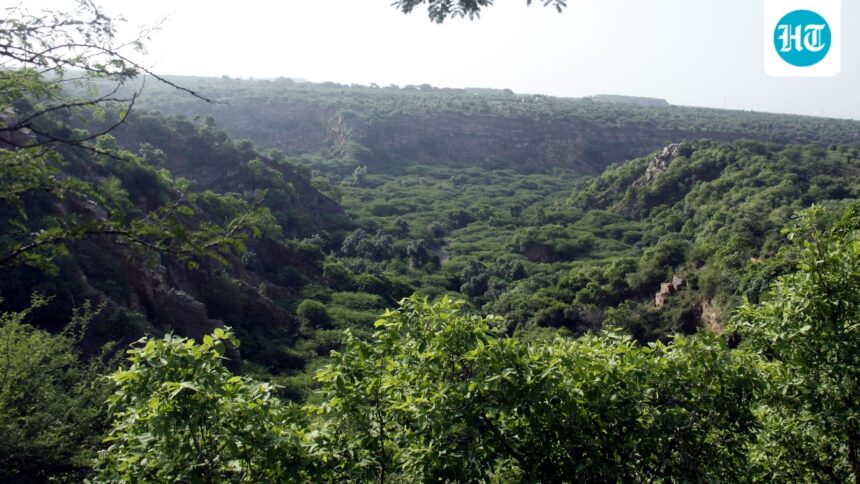 centre:-forest-violators-must-provide-proof-of-afforestation