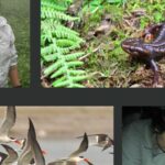 indian-conservationists-have-won-whitley-awards-for-their-work-on-threatened-wetland-species