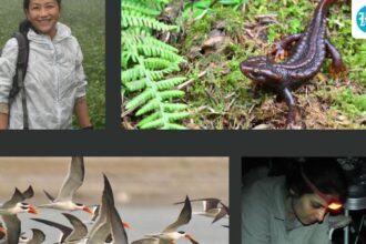 indian-conservationists-have-won-whitley-awards-for-their-work-on-threatened-wetland-species