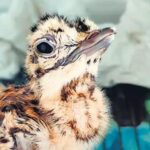 great-indian-bustard-chick-disappears-in-kutch:-forest-officials