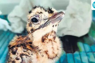 great-indian-bustard-chick-disappears-in-kutch:-forest-officials