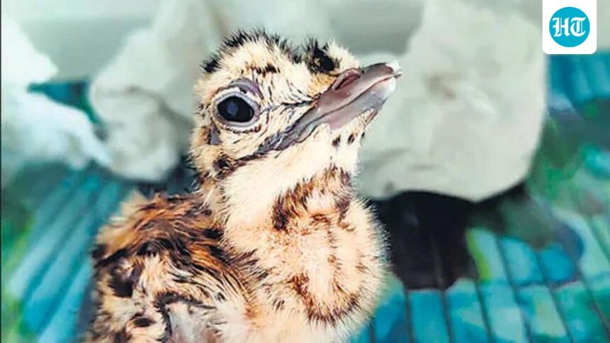 great-indian-bustard-chick-disappears-in-kutch:-forest-officials
