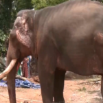 an-elephant-brought-to-kochi-temple-for-celebrations-turns-violent-and-kills-one