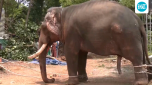 an-elephant-brought-to-kochi-temple-for-celebrations-turns-violent-and-kills-one