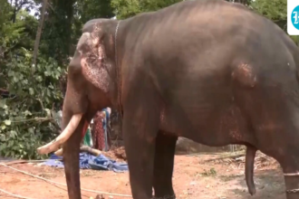 an-elephant-brought-to-kochi-temple-for-celebrations-turns-violent-and-kills-one