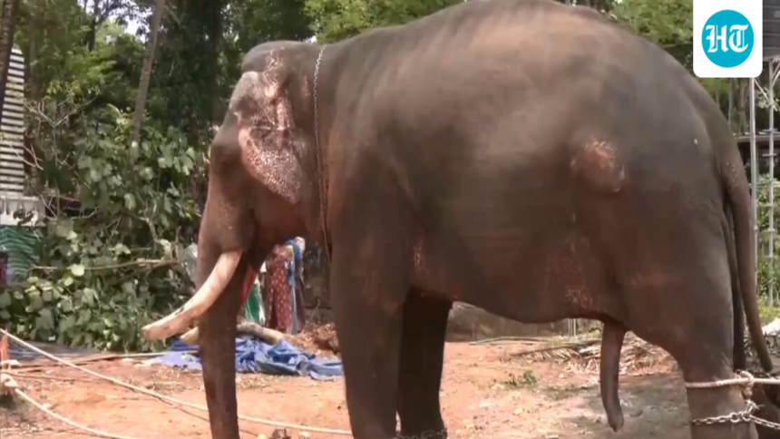 an-elephant-brought-to-kochi-temple-for-celebrations-turns-violent-and-kills-one