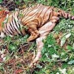 tiger-found-dead-in-goa-jungle-with-missing-teeth-and-nails;-suspected-poaching