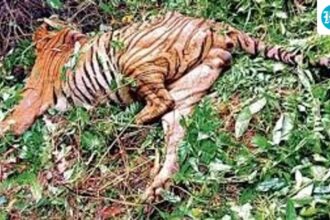 tiger-found-dead-in-goa-jungle-with-missing-teeth-and-nails;-suspected-poaching