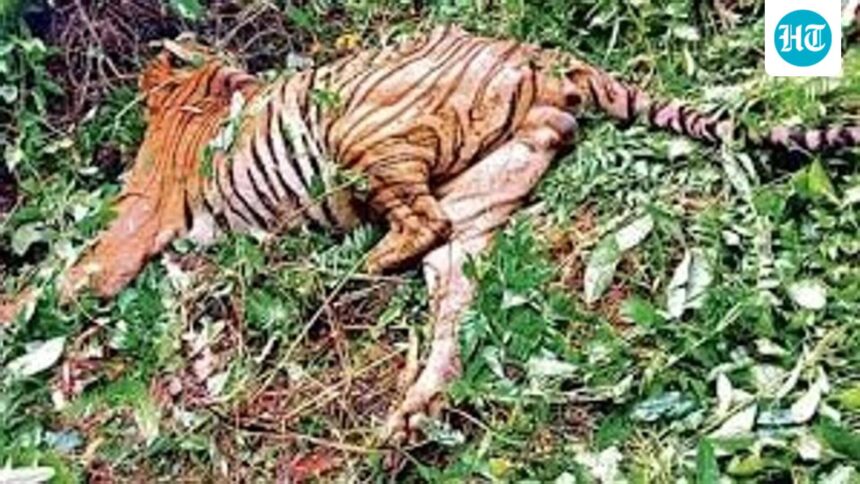 tiger-found-dead-in-goa-jungle-with-missing-teeth-and-nails;-suspected-poaching