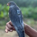 the-tagged-amur-falcon-makes-a-4,700-kilometre-non-stop-flight-from-somalia-to-india