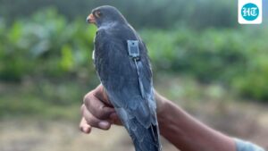 the-tagged-amur-falcon-makes-a-4,700-kilometre-non-stop-flight-from-somalia-to-india