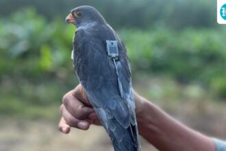 the-tagged-amur-falcon-makes-a-4,700-kilometre-non-stop-flight-from-somalia-to-india