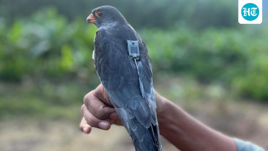 the-tagged-amur-falcon-makes-a-4,700-kilometre-non-stop-flight-from-somalia-to-india