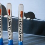 is-hanta-virus-contagious?-outbreak-updates,-treatment-information-and-mortality-rate