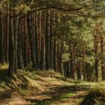 e-bengal-method-of-impacting-protected-forest-lands
