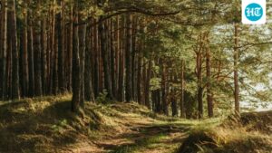 e-bengal-method-of-impacting-protected-forest-lands