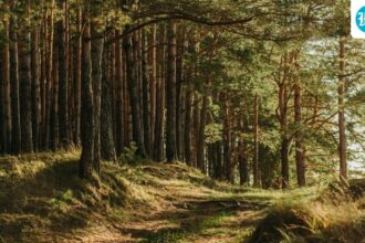 e-bengal-method-of-impacting-protected-forest-lands