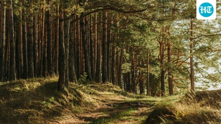 e-bengal-method-of-impacting-protected-forest-lands