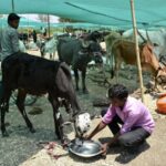 chhattisgarh:-13-tribal-children-forced-to-work-in-livestock-units-rescued,-10-detained
