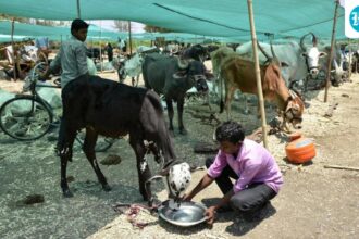 chhattisgarh:-13-tribal-children-forced-to-work-in-livestock-units-rescued,-10-detained
