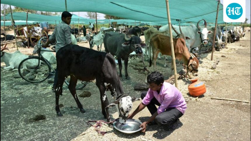 chhattisgarh:-13-tribal-children-forced-to-work-in-livestock-units-rescued,-10-detained