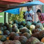 the-mystery-of-watermelon’s-death-deepens-after-a-bottle-of-rat-poison-is-found