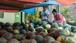 the-mystery-of-watermelon’s-death-deepens-after-a-bottle-of-rat-poison-is-found