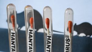is-hantavirus-present-in-the-united-states?-updated-amidst-the-cruise-ship-chaos-of-2026
