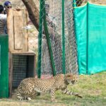 two-cheetahs-released-into-the-wild-in-qunu;-cm-yadav-says-mp-now-recognized-as-‘cheetah-state’