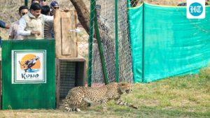 two-cheetahs-released-into-the-wild-in-qunu;-cm-yadav-says-mp-now-recognized-as-‘cheetah-state’
