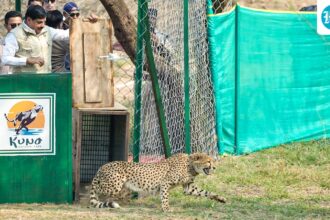 two-cheetahs-released-into-the-wild-in-qunu;-cm-yadav-says-mp-now-recognized-as-‘cheetah-state’