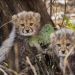 kono-national-park:-4-cheetah-cubs-born-in-the-wild-were-found-dead,-and-a-leopard-attack-was-suspected