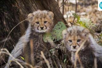 kono-national-park:-4-cheetah-cubs-born-in-the-wild-were-found-dead,-and-a-leopard-attack-was-suspected