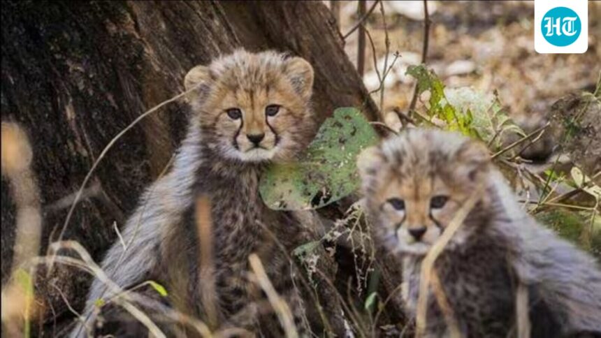 kono-national-park:-4-cheetah-cubs-born-in-the-wild-were-found-dead,-and-a-leopard-attack-was-suspected