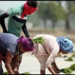 the-cabinet-approves-an-increase-in-the-minimum-price-for-14-kharif-crops-for-the-period-2026-27.