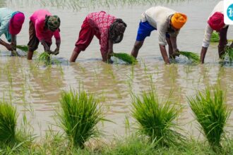 the-cabinet-approves-an-increase-in-the-minimum-average-of-14-kharif-crops-for-the-2026-27-marketing-season.