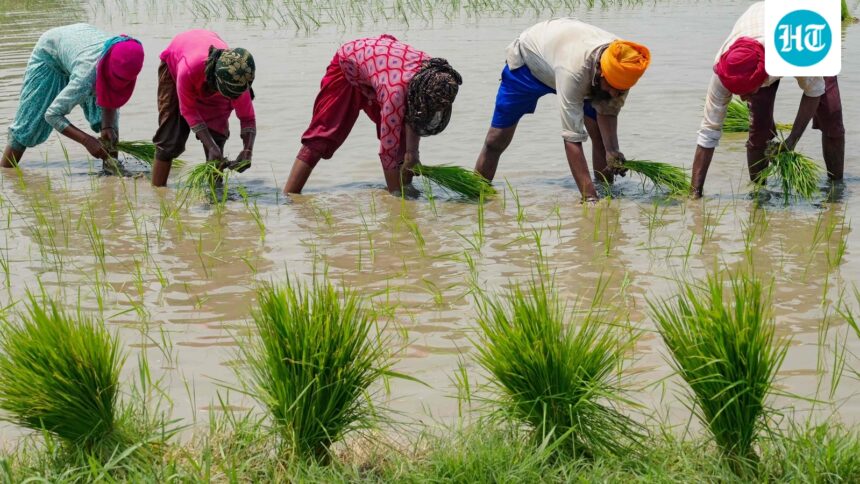 the-cabinet-approves-an-increase-in-the-minimum-average-of-14-kharif-crops-for-the-2026-27-marketing-season.