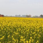 punjab-is-witnessing-improved-connectivity-and-improved-agricultural-infrastructure-with-the-help-of-centre’s-schemes