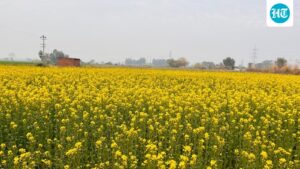 punjab-is-witnessing-improved-connectivity-and-improved-agricultural-infrastructure-with-the-help-of-centre’s-schemes