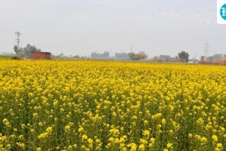 punjab-is-witnessing-improved-connectivity-and-improved-agricultural-infrastructure-with-the-help-of-centre’s-schemes