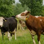 fitness-certificate-mandatory,-six-months-imprisonment,-fine-of-inr-1000:-new-animal-slaughter-rules-in-bengal