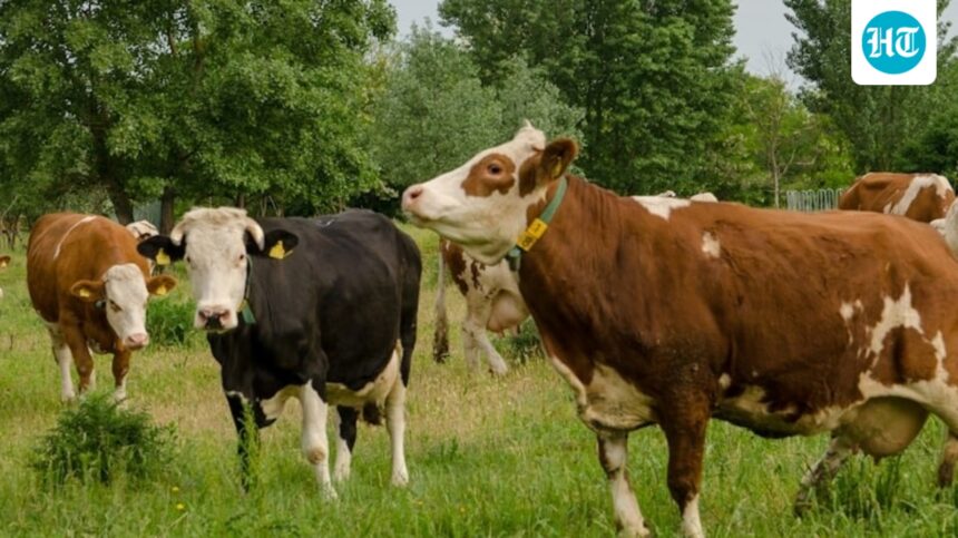 fitness-certificate-mandatory,-six-months-imprisonment,-fine-of-inr-1000:-new-animal-slaughter-rules-in-bengal