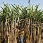 india-bans-sugar-exports-until-september-2026
