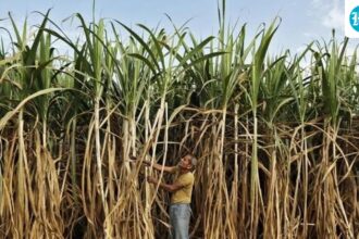 india-bans-sugar-exports-until-september-2026