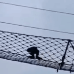 the-endangered-hollock-gibbon-crosses-the-railway-line-using-a-canopy-bridge-in-the-assam-reserve
