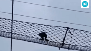 the-endangered-hollock-gibbon-crosses-the-railway-line-using-a-canopy-bridge-in-the-assam-reserve