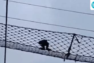 the-endangered-hollock-gibbon-crosses-the-railway-line-using-a-canopy-bridge-in-the-assam-reserve